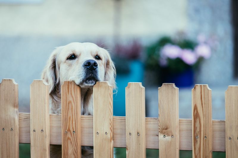 Contain Your Pets By Getting a Fence Installed